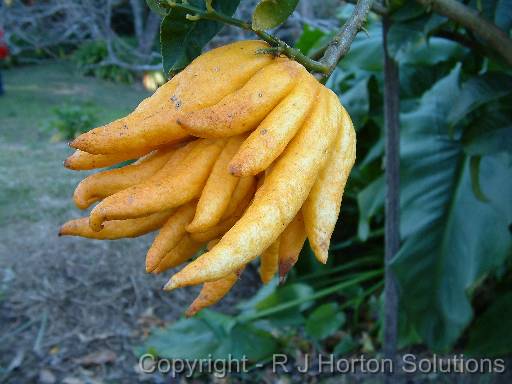 Buddha's Hand citrus_2 